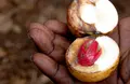 Market Study of Nutmeg in Europe