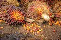 Development of Land and Natural Resource Rights Profiles