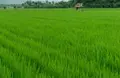 Sustainable Landscapes Management Project - Green recovery in agricultural commodity production in Jambi