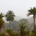 Regenerative Forest Economy Learning Journey Phase 1