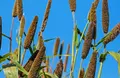Evaluating Rainforest Foundation Norway's Rights-Based Rainforest Management Approach