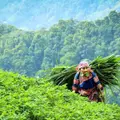 Guardians Under Pressure: Southeast Asian Environmental Defenders
