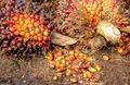 Developing CSO’s National Engagement Strategy on Sustainable Palm Oil Value Chain
